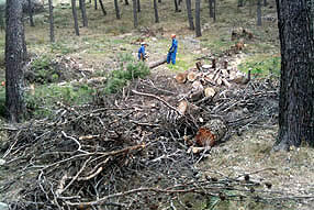Los técnicos del Infoca  están retirando todos los pinos que obstaculizan los senderos